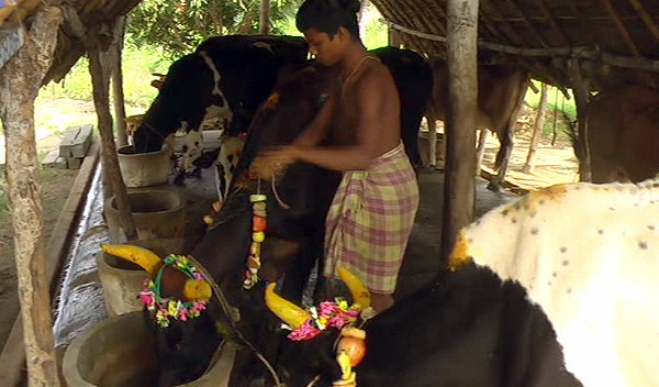 Decorated cows for celebration