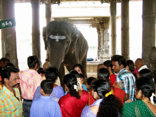 The elefant from Main Temple in Tiruvannamalai